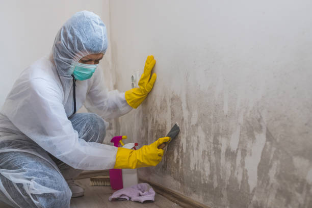 Best Professional Mold Removal  in Sesser, IL