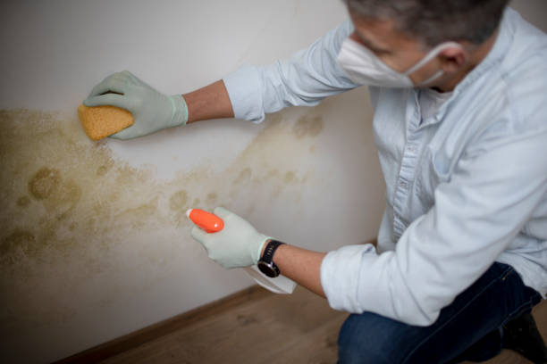 Best Mold Cleaning Services  in Sesser, IL