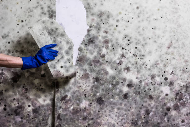 Crawl Space Mold Removal in Sesser, IL